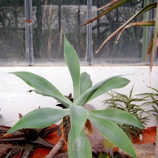 Agave attenuata (2088 відвідувань) Agave attenuata
