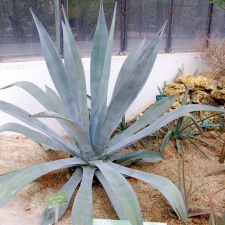 Agave tequilana (2074 відвідувань) Agave tequilana