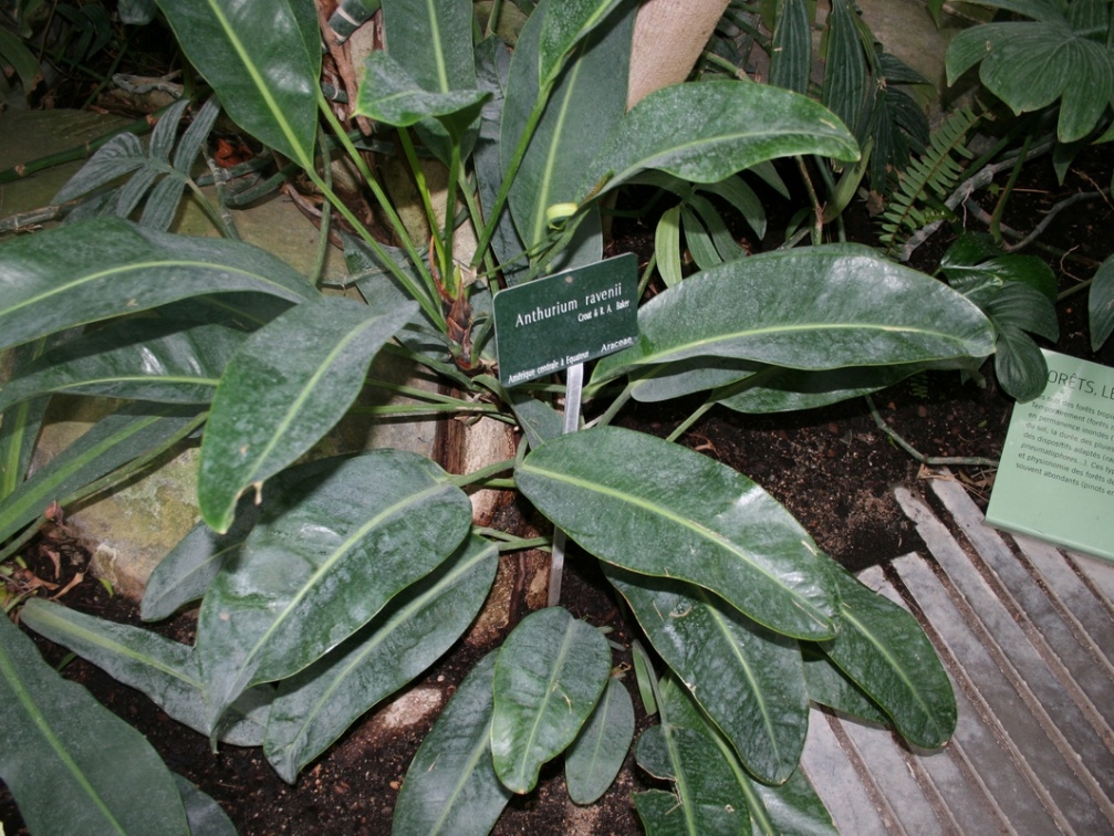 Anthurium ravenii