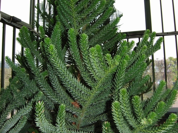 Araucaria rulei