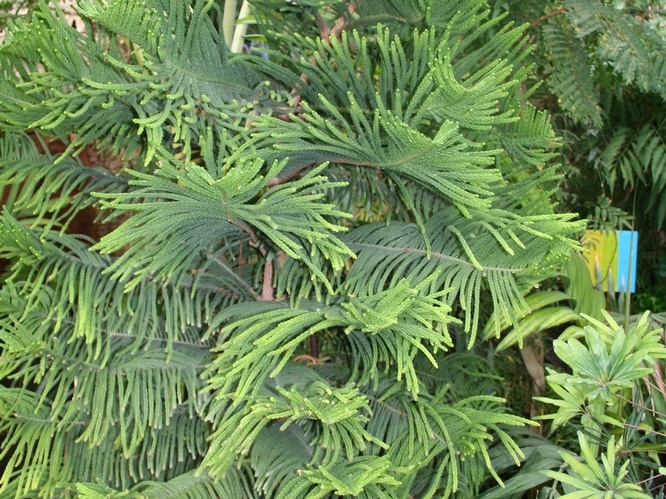 Araucaria scopulorum