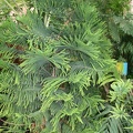 Araucaria scopulorum