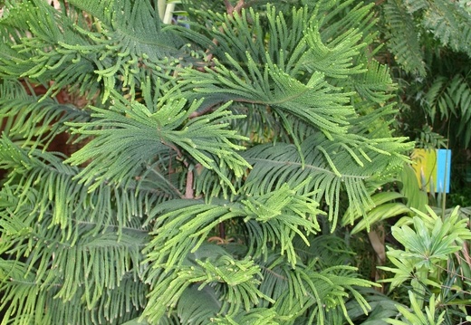 Araucaria scopulorum