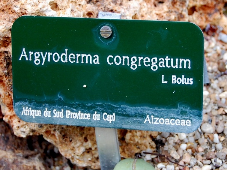 Argyroderma congregatum