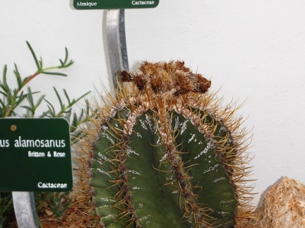 Astrophytum capricorne