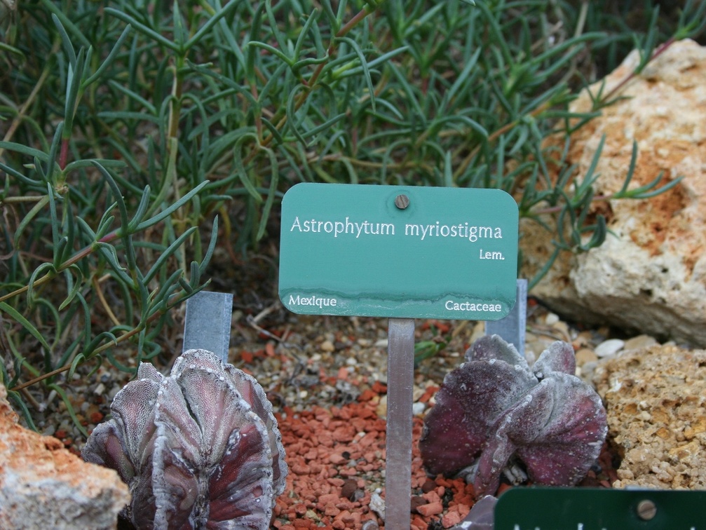 Astrophytum myriostigma