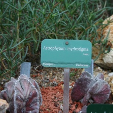 Astrophytum myriostigma