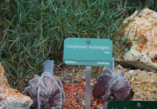 Astrophytum myriostigma