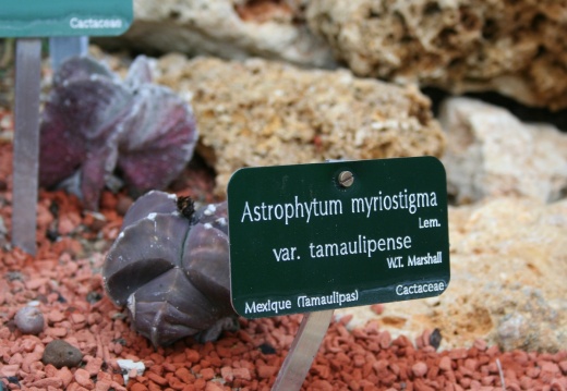 Astrophytum myriostigma v  tamaulipense