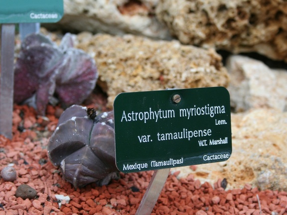 Astrophytum myriostigma v  tamaulipense