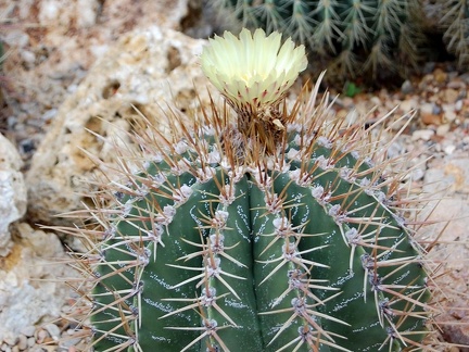 Astrophytum ornatum f spirale