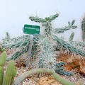 Austrocylindropuntia tunicata