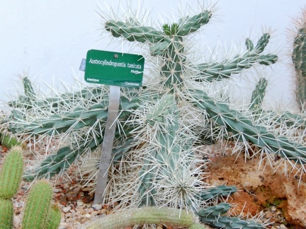 Austrocylindropuntia tunicata