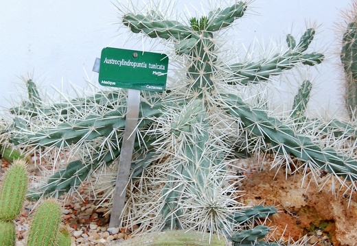 Austrocylindropuntia tunicata