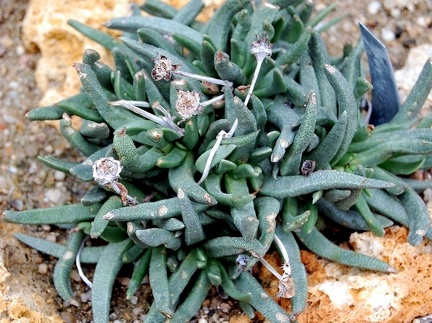 Bergeranthus multiceps