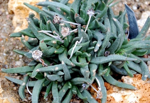 Bergeranthus multiceps