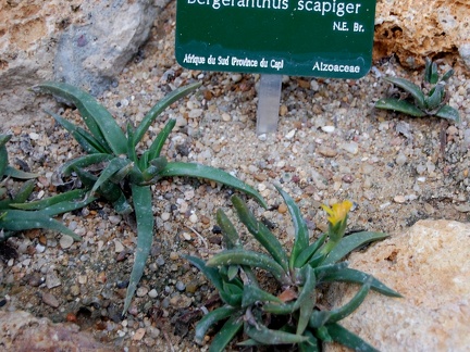 Bergeranthus scapiger