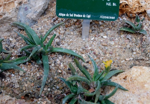 Bergeranthus scapiger