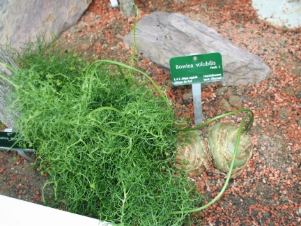 Bowiea volubilis