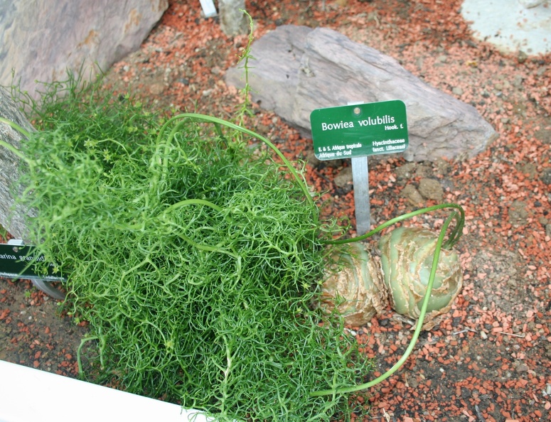 Bowiea_volubilis.JPG