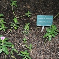Catharanthus roseus