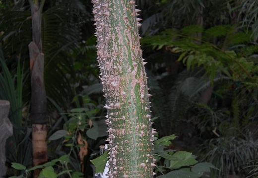 Ceiba pentandra