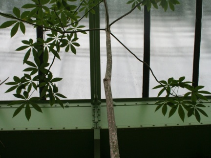 Ceiba speciosa