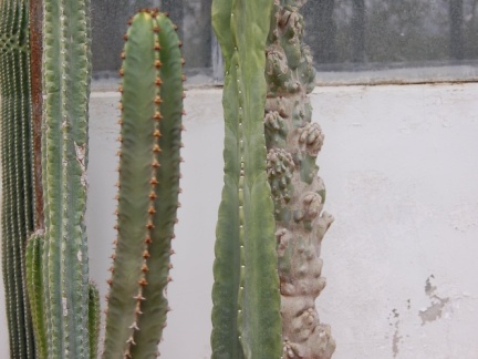 Cereus fernambucensis