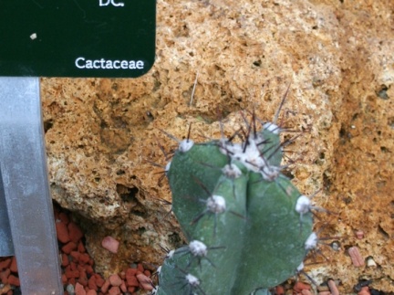 Cereus jamacaru