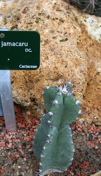 Cereus_jamacaru.JPG