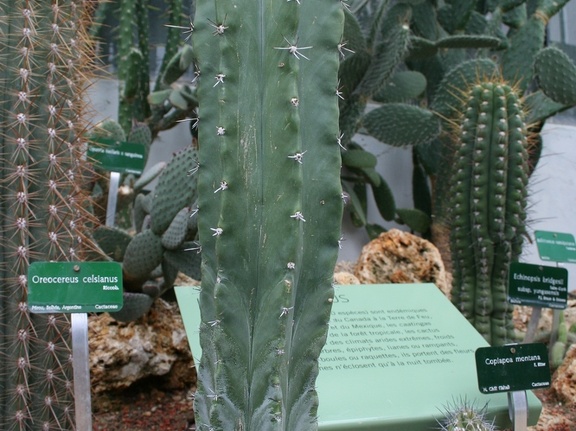 Cereus pruinosus