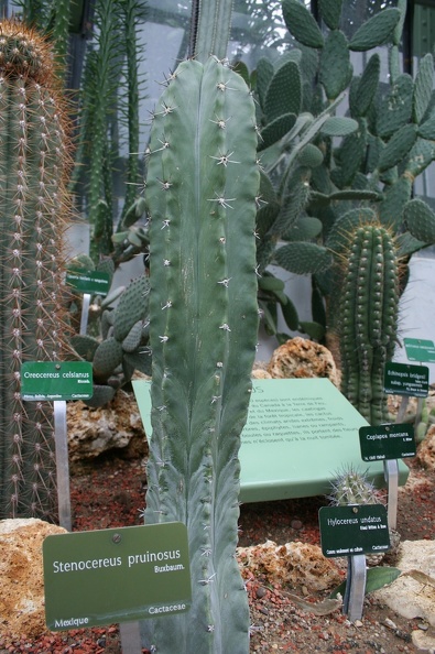 Cereus_pruinosus.JPG