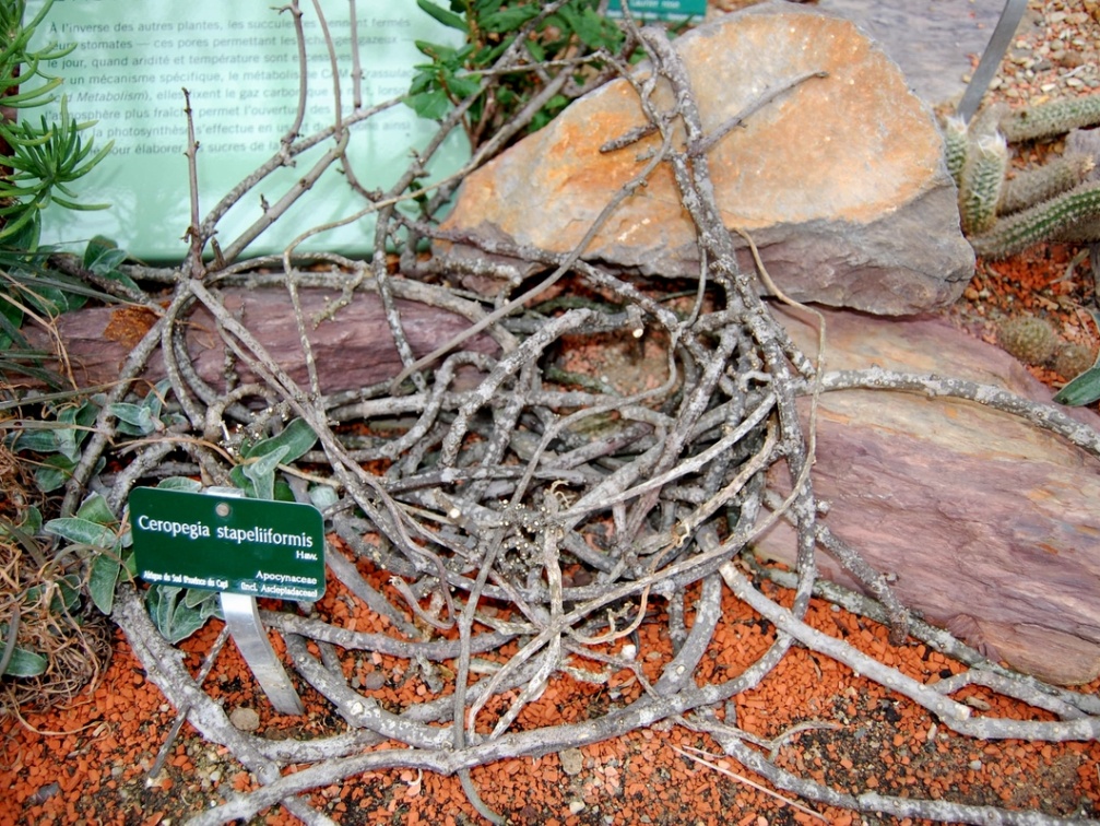 Ceropegia stapelliiformis