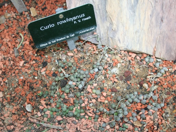 Curio  Senecio  rowleyanus