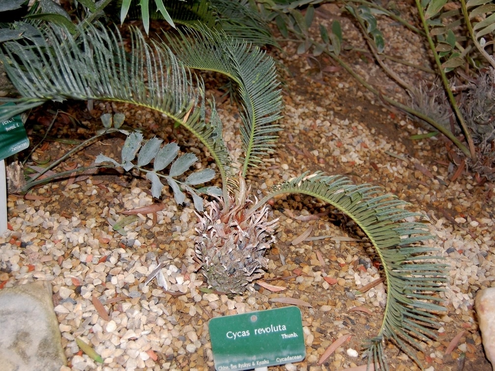 Cycas revoluta