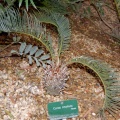 Cycas revoluta
