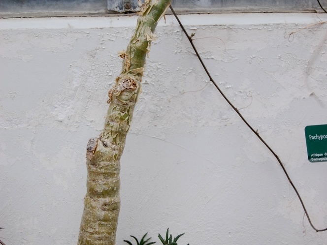 Cyphostemma bainesii      