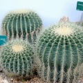 Echinocactus grusonii