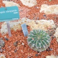 Echinopsis obrepanda
