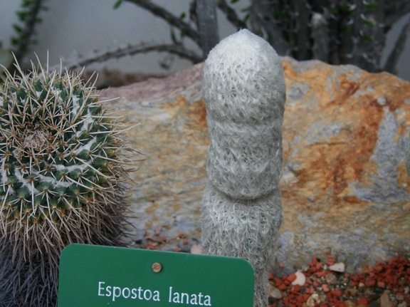 Espostoa lanata