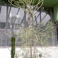 Euphorbia antisyphilitica (1723 відвідувань) Euphorbia antisyphilitica