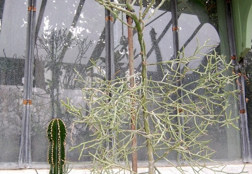 Euphorbia antisyphilitica