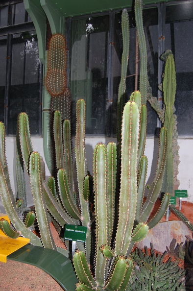 Euphorbia_canariensis.jpg