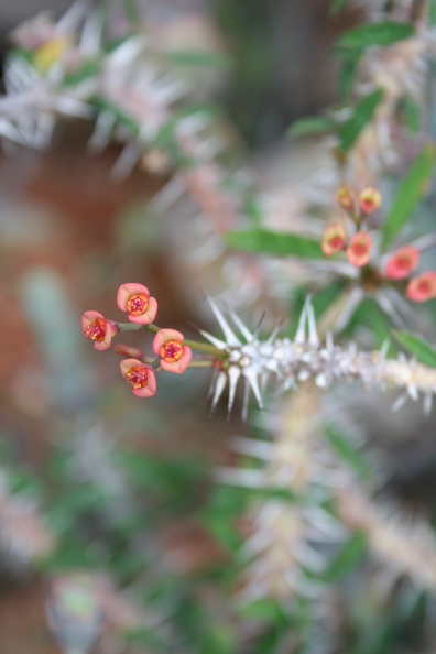 Euphorbia_delphinensis.JPG