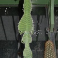 Euphorbia grandialata (1600 відвідувань) Euphorbia grandialata
