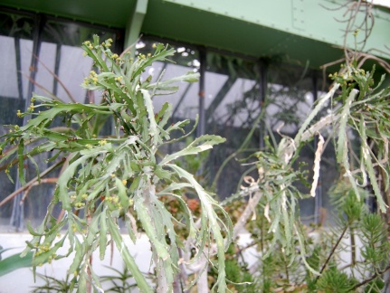 Euphorbia ramipressa