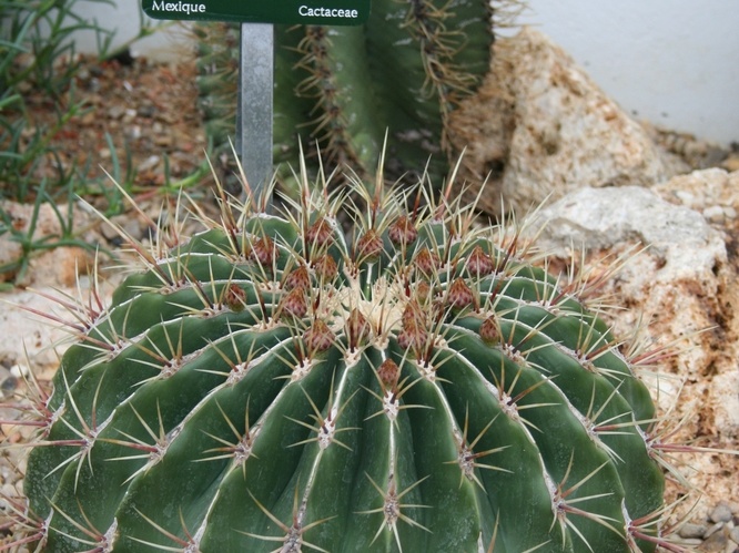 Ferocactus alamosanus