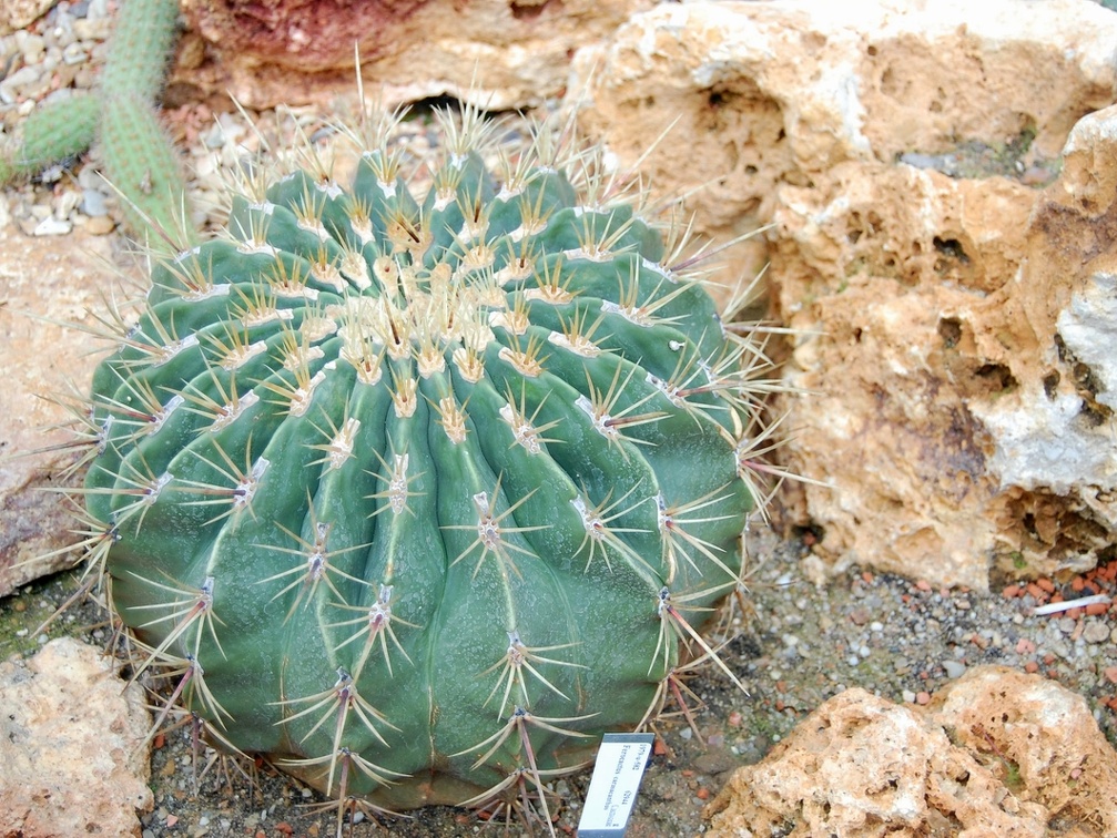 Ferocactus carasacanthus