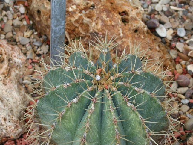 Ferocactus flavovirens