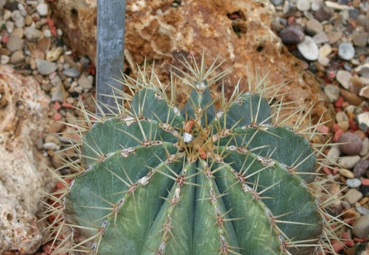 Ferocactus flavovirens